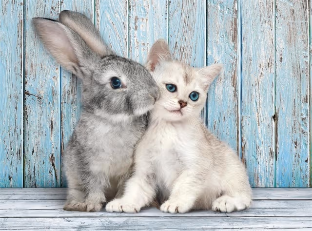 Clementoni 500 st CB High Quality Collection Cat & Bunny