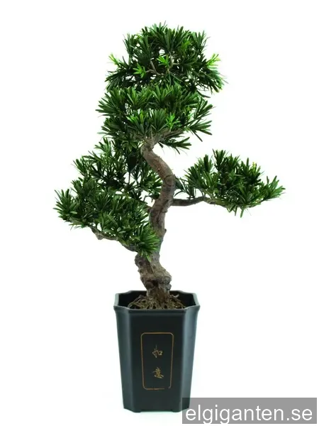 Europalms bonsai podocarpus, 80cm