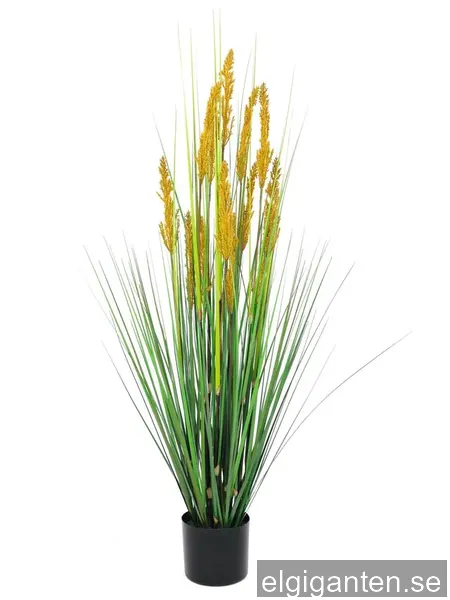 Europalms parrot grass, 120 cm.
